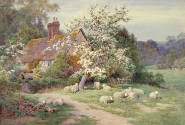Schapen buiten een huisje in de lente