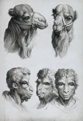Overeenkomsten tussen de kop van een kameel en die van een man, uit „Livre de portraiture pour ceux qui commencent à dessiner“ van Le Brun