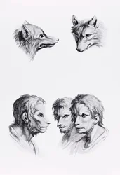 Overeenkomsten tussen het hoofd van een wolf en een man, uit 