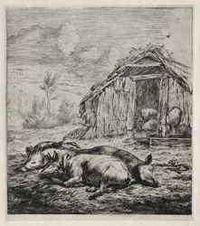 Drie varkens liggend voor een hok