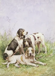 Een groep Franse honden