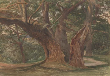 Bomen in een landschap