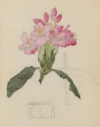 Studie van een Rhododendron