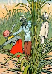 Aan het werk tussen de suikerriet, 1912
