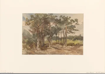 Boomgroep in de bossen bij Driebergen