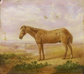 Oude Billy, een Trekpaard, 62 jaar oud
