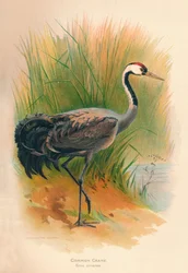Gewone kraanvogel Grus cinerea, 1900