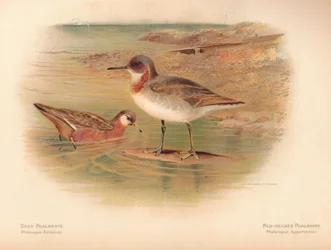 Grauwe Franjepoot Phalaropus fulicarius, Roodhalsfranjepoot Phalaropus hyperboreus, 1900