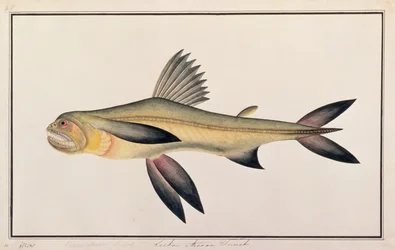 Bombay Eend, uit Tekeningen van Vissen van Malakka, c.1805-18