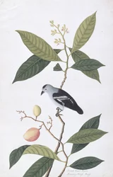 Booah Nawa Hawa, uit Tekeningen van Vogels uit Malakka, ca. 1805-18