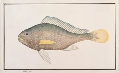 Knorvis, uit Tekeningen van Vissen uit Malakka, c.1805-18