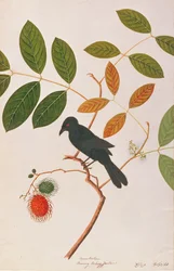 Kraai-bek Drongo, uit Tekeningen van Vogels uit Malakka, ca. 1805-18