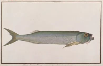Dorab Wolf-haring, uit Tekeningen van Vissen van Malakka, c.1805-18
