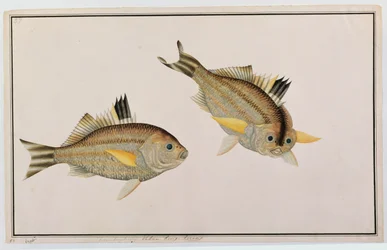 Eekan King-kerong, uit Tekeningen van Vissen uit Malakka, c.1805-18