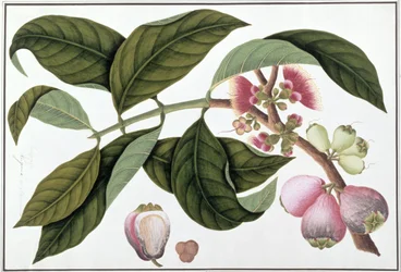 Eugenia of Jamboo Teloie poote, uit Tekeningen van Planten uit Malakka, c.1805-18