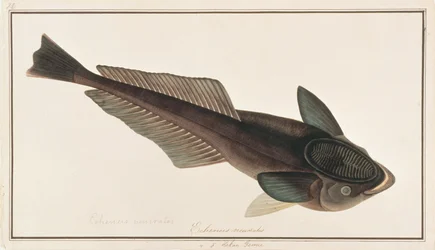 Levende Haai Zuiger, uit Tekeningen van Vissen van Malakka, c.1805-18