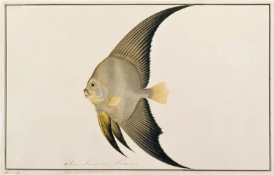Langvinnige Vleermuisvis, uit Tekeningen van Vissen van Malakka, c.1805-18