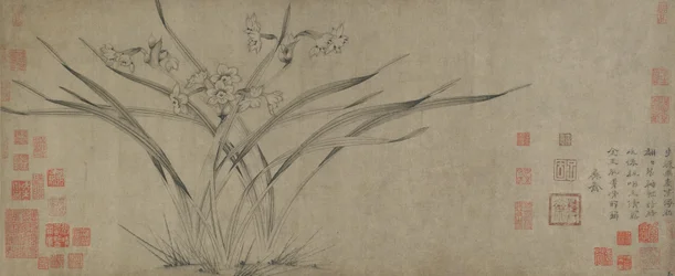 Narcissus, Song-dynastie