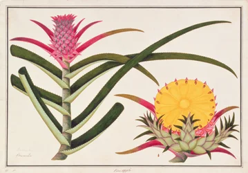 Ananas of Bromelia, uit Tekeningen van Planten uit Malakka, c.1805-18
