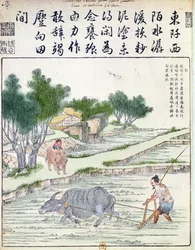 Rijstteelt in China