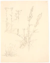 Plantstudies