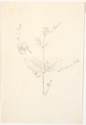 Plantenstudies met kleurindicaties in potlood