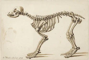 Skelet van een hond van opzij