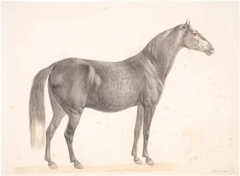 Zwart paard