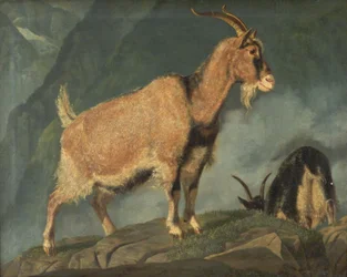 Geiten in de Alpen
