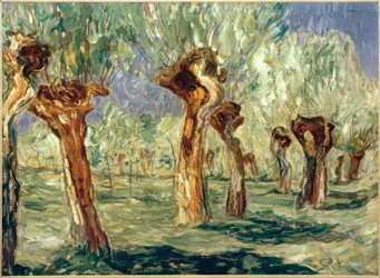 Wilgen in de lente