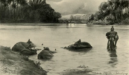 Olifanten badend in de Mahaweli-rivier, Ceylon