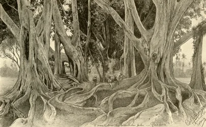 Reuzenbomen in de botanische tuinen, Peradeniya, Kandy, Ceylon