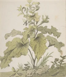 Studie van een plant, 1712-1774