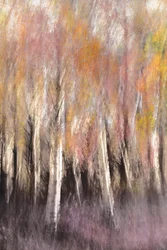 Abstracte herfstberk