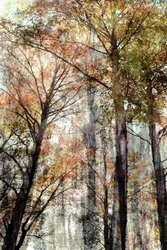 Herfstboslicht