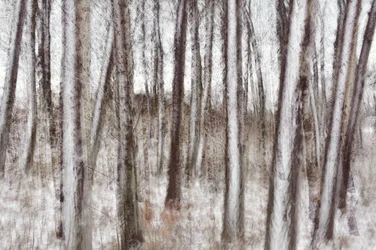 Wazige winterbomen