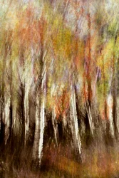 Dromerig herfstbos