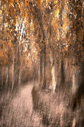 Dromerig herfstpad door het bos