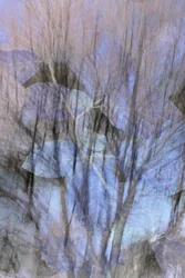 Dromerig blauw bos