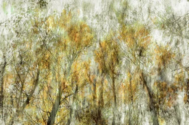 Etherische gouden bomen