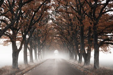 Mistige herfstboomtunnel