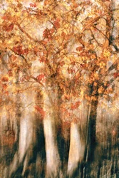 Gouden herfstbos in waas