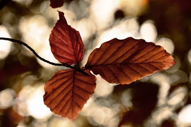 Gouden herfstbladeren