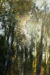 Gouden Boslicht