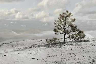 Landschap met een eenzame winterboom