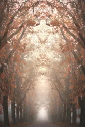 Mistige herfstlaan