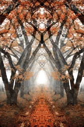 Mistig herfstpad