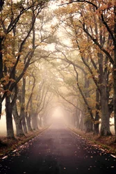 Mistige herfstweg