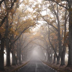Mistige herfstweg