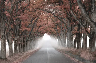 Misty Tree-tunnel
